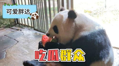 熊猫吃瓜小视频,萌态十足，带你领略国宝的趣味生活