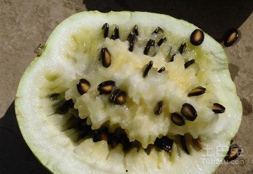 怀孕吃籽瓜消肿吗,助力消肿养生之道