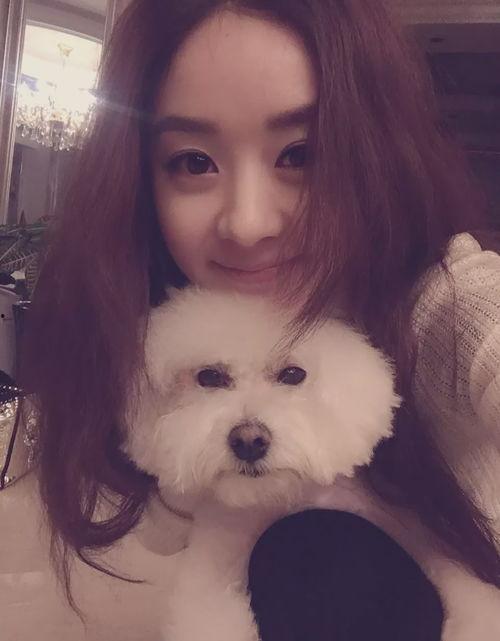 狗粉 明星,揭秘明星与爱犬的甜蜜日常