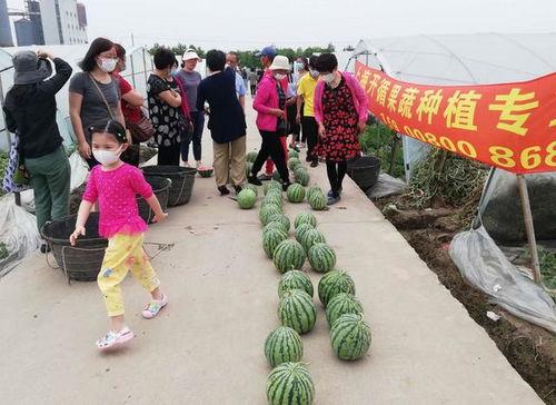 吃瓜比赛经典,一场吃瓜比赛的狂欢盛宴