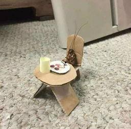 今日看料one梳子,探索One梳子的神奇魅力