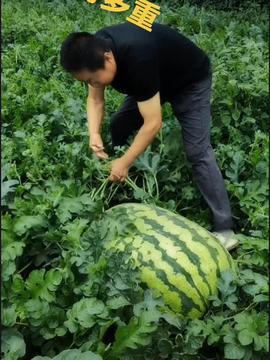 抖音吃啥瓜,揭秘网红吃瓜背后的故事